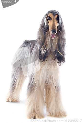 Image of afghan dog