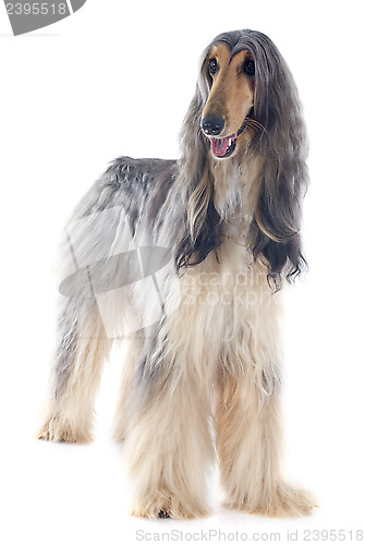 Image of afghan dog