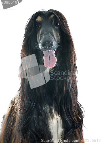 Image of afghan dog