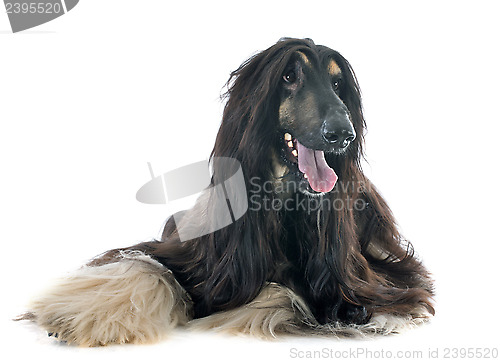 Image of afghan dog