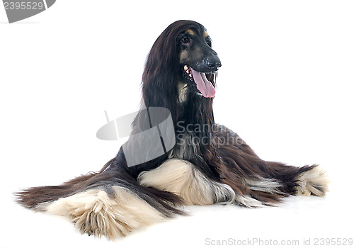 Image of afghan dog