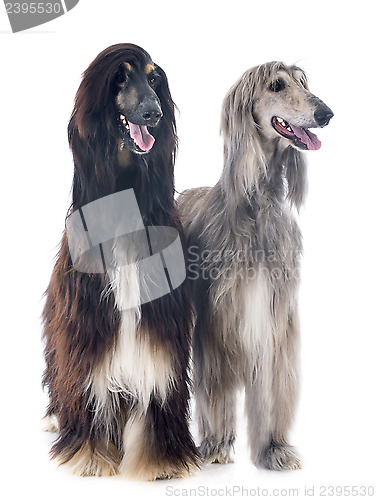 Image of afghan dogs