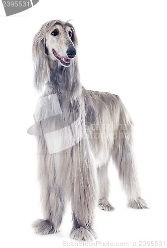 Image of afghan dog