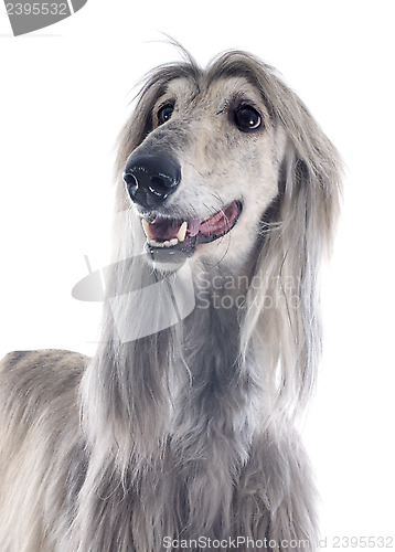 Image of afghan dog