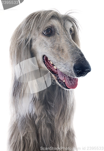 Image of afghan dog