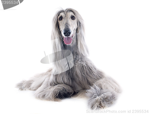 Image of afghan dog