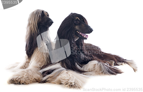 Image of afghan dogs