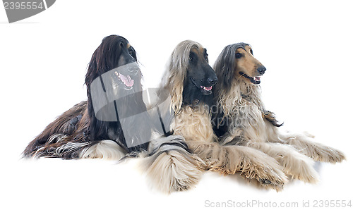 Image of afghan hounds