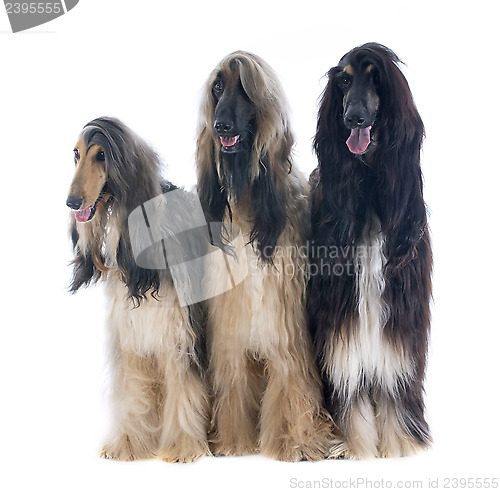 Image of afghan dogs