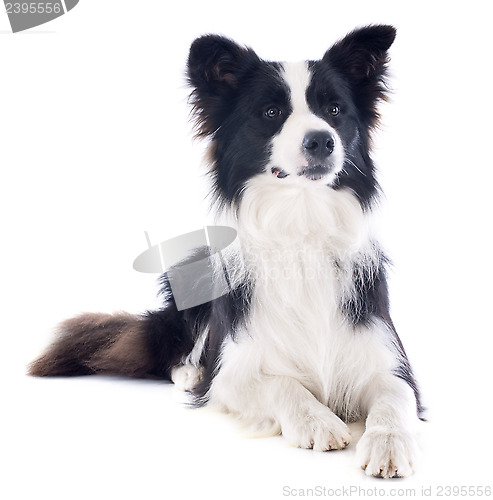 Image of border collie