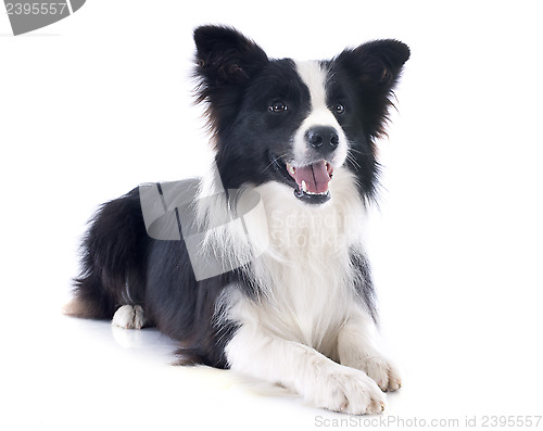 Image of border collie