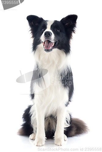 Image of border collie