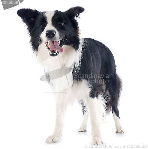 Image of border collie