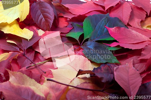 Image of Background of multicolor autumn leaves