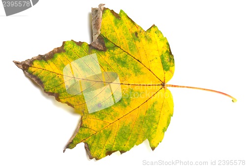 Image of Autumn leaf on white background