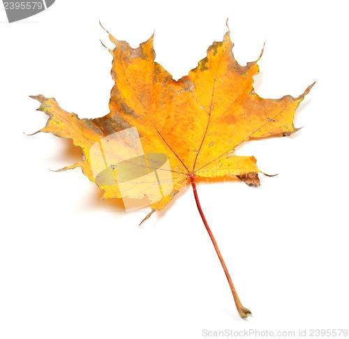 Image of Dry autumn maple leaf