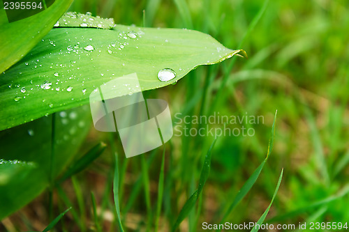 Image of leaves of wild garlic