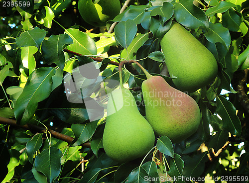 Image of Three large ripe pears hanging on the tree.