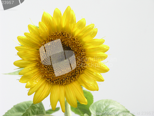 Image of Sun Flower Isolated