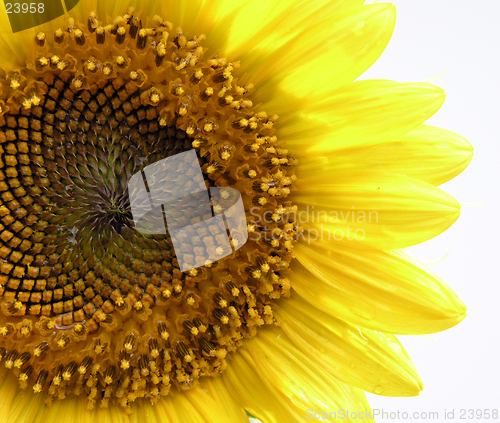 Image of Sun Flower Macro