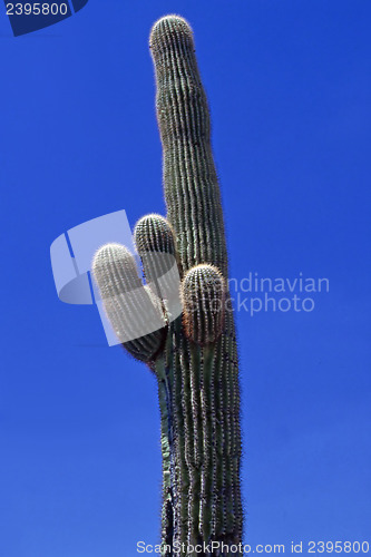 Image of Saguaro cactus