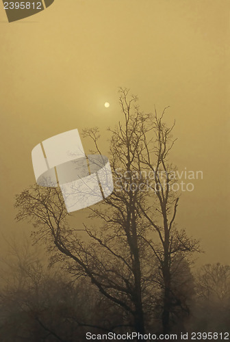 Image of Autumn Fog