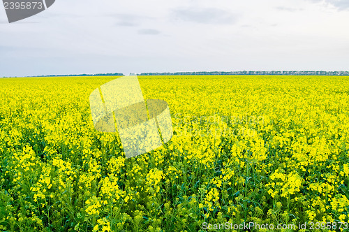 Image of yellow field