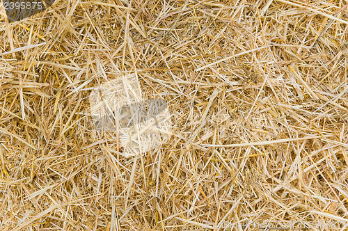 Image of straw closeup as background