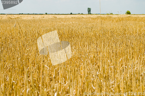 Image of after harvest