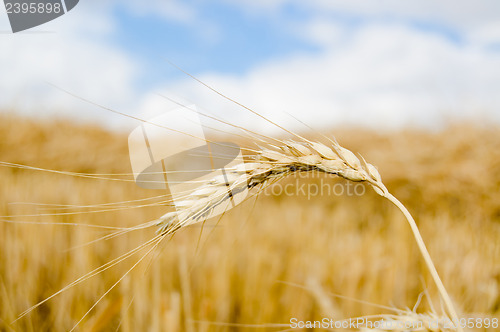 Image of spikelet