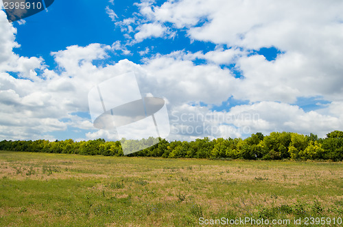 Image of forest