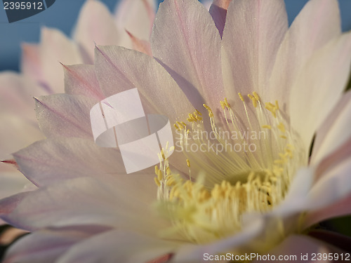 Image of Violet flower of Cactus