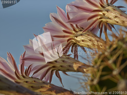 Image of Violet flowers of Cactus