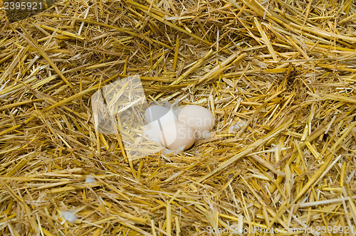 Image of eggs in nestle straw