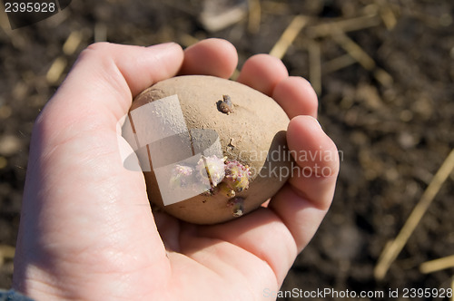 Image of potatoes in hand