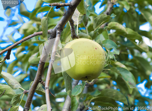 Image of green apple