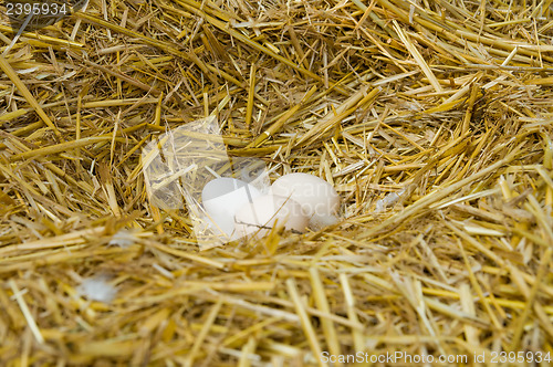 Image of eggs on straw