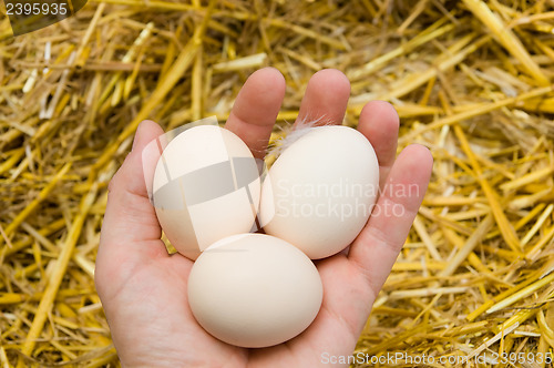 Image of eggs in hand