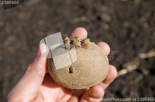 Image of potatoes in hand