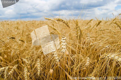 Image of summer field