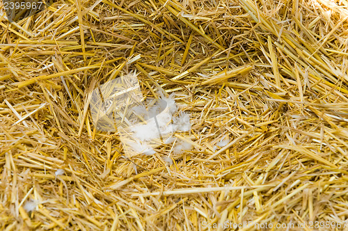 Image of nest in straw