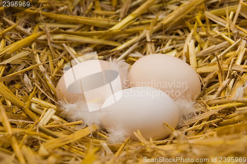 Image of eggs in straw