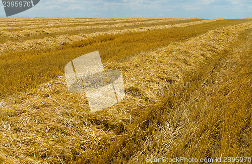 Image of gold field