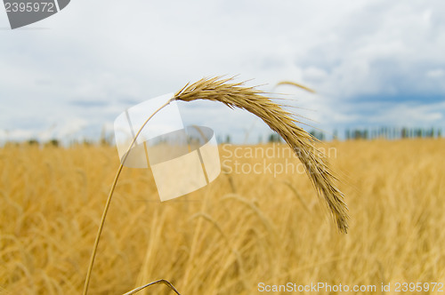 Image of one ear