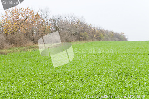 Image of autumn field