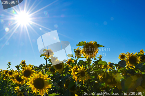 Image of Sunbeams over sunflowers