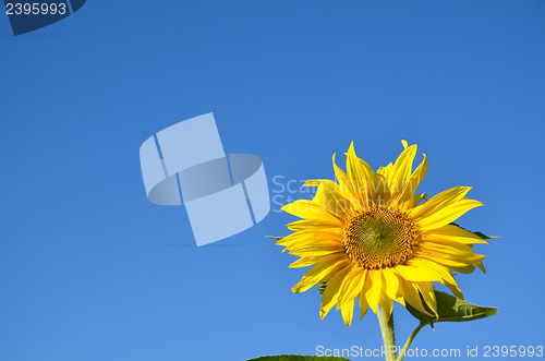 Image of Single sunflower