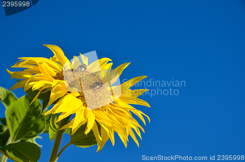 Image of Bumble-bees at sunflower