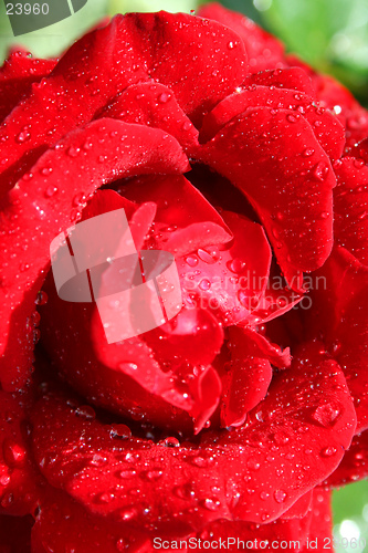Image of Red rose