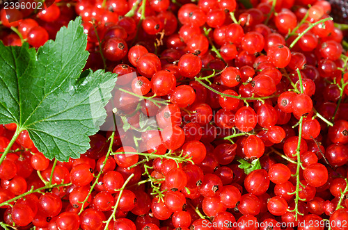 Image of Redcurrant closeup